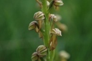 Orchis anthropophora